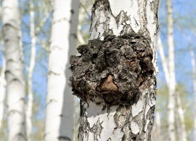 Русский супергриб для здоровья: как правильно собирать в лесу чагу