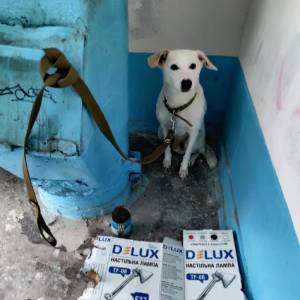 В Запорожье собаку привязали к мусоропроводу и бросили. Фото