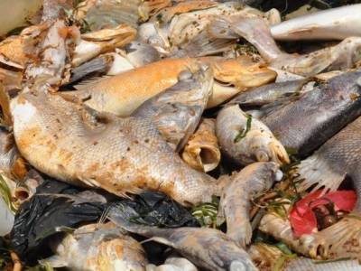 Ученые объяснили массовую гибель рыбы в крупнейшем озере Африки