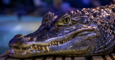 В Австралии внутри гигантского крокодила обнаружили останки человека