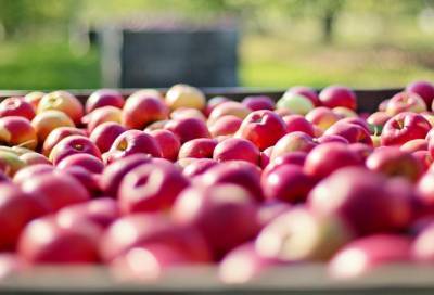 Более 18 тонн сербских яблок не доехали до Петербурга