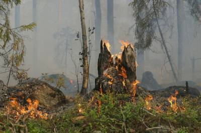 Штрафы за нарушение пожарной безопасности в лесах предлагают увеличить