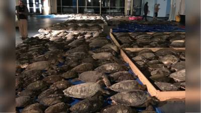 Жители Техаса пытаются спасти тысячи замерзающих черепах