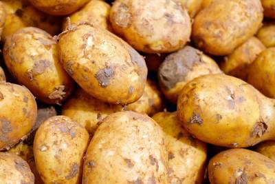 В России почти на половину подорожал картофель
