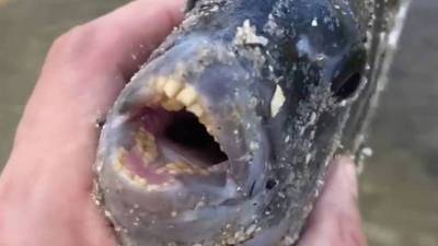 Во Флориде мужчина поймал странную рыбу с «полосками зебры» и «человеческими зубами»