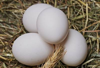 Диетолог объяснила, как выбрать качественные яйца