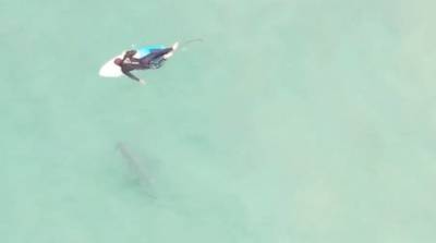 Серфер не заметил акулу и прыгнул в воду рядом с ней (Видео)