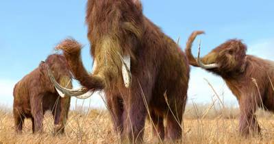 Восстановлена ДНК российских мамонтов, живших миллион лет назад