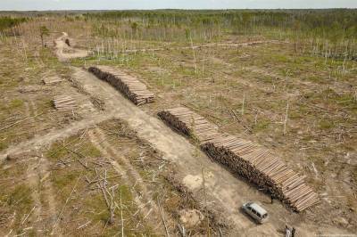 Фигурантов в уголовном деле по вырубке леса в Карегодском заказнике до сих пор нет