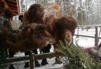 В ленинградском контактном зоопарке показали своих «утилизаторов» новогодних ёлок