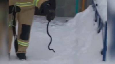 Жители Башкирии нашли ядовитую змею в собственной квартире