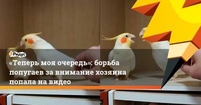 «Теперь моя очередь»: борьба попугаев завнимание хозяина попала навидео