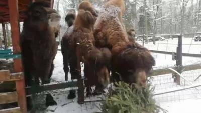В ленинградском контактном зоопарке верблюды “утилизируют” новогодние елки