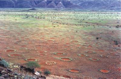 Ученые из Петербурга объяснили загадочные круги в Намибии