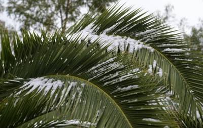 Коллекции растений спасают в засыпанном снегом сочинском Дендрарии