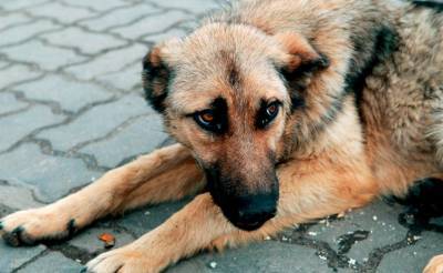 Когда люди хуже животных. В Хиве долгое время травят бездомных собак. Видео