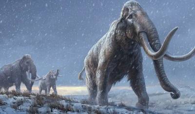 Зубы мамонтов из Сибири установили рекорд по древности ДНК