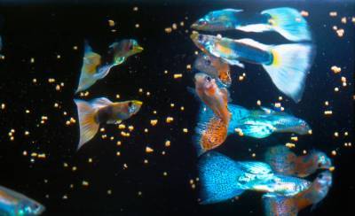 Антидепрессанты в воде делают из рыб зомби – так говорят ученые