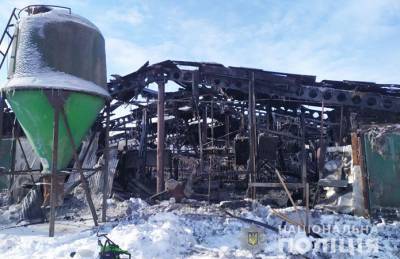 На Черниговщине сгорела ферма: погибли около 230 свиней