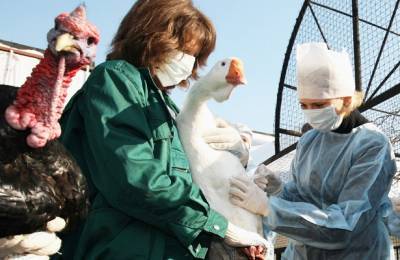 Корейский эксперт сравнил рост очагов птичьего гриппа с пандемией