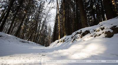 В Беларуси значительно уменьшились объемы короедного усыхания лесов