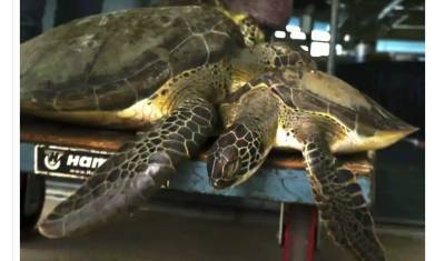 Жители Техаса спасают замерзших морских черепах (ВИДЕО)