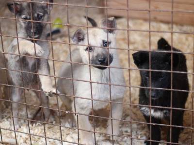 В Карелии чиновники «забыли» оплатить контракт с приютом: волонтеры кормят собак сами