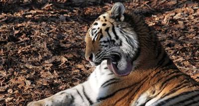 В барнаульском зоопарке "Лесная сказка" запел тигренок - видео