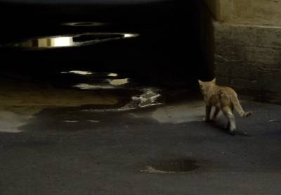 На петербургских улицах живут больше сотни тысяч бездомных кошек