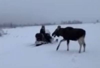 Видео: лосенок устроил забег со снегоходами неподалеку от деревни Удальцово