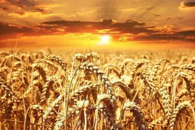 В Саратовской области собрали зерна в 6 раз больше, чем нужно саратовцам