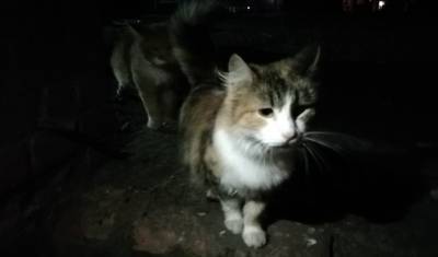 Полиция Ижевска заинтересовалась квартирой с 50 голодными кошками