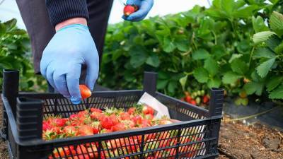 Минсельхоз запланировал увеличить производство плодово-ягодной продукции