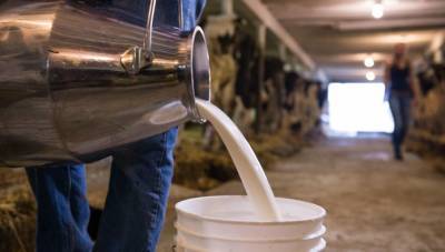 На 6% увеличились надои молока в Подмосковье с начала 2021 года