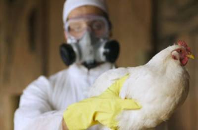 В Украине опять вспышка птичьего гриппа - введен карантин