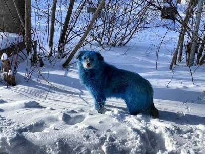 Власти заявили, что синие собаки из Дзержинска испачкались в безвредном красителе