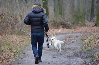 Собака заболела коронавирусом в Латвии