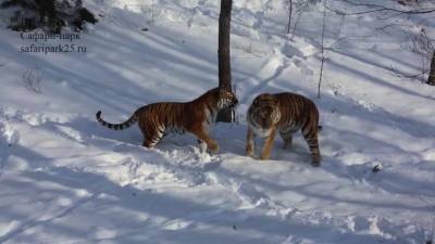 Свидание тигра Амура попало на видео
