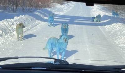 Краситель на шерсти "голубых собак" из Дзержинска назвали безопасным