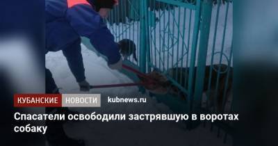 Спасатели освободили застрявшую в воротах собаку