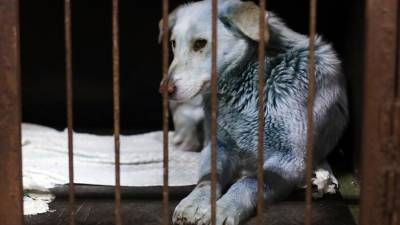 Власти Дзержинска рассказали о красителе на шерсти синих собак