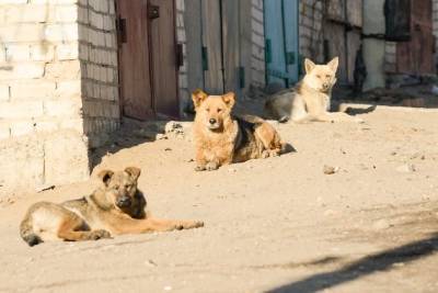 Компания из Иркутска занялась отловом бездомных собак в Чите