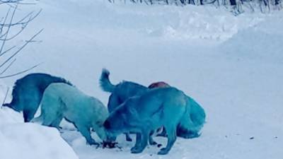 "Берлинская лазурь": причина появления синих собак в красителе оргстекла