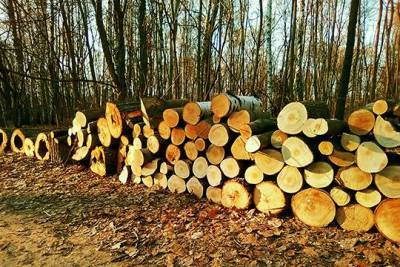 Санитарную рубку старых и поврежденных деревьев проведут в лесах Подмосковья