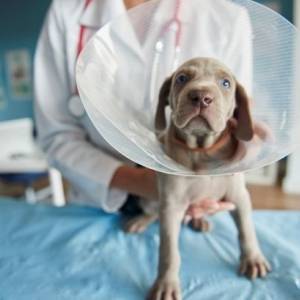 В Латвии зафиксировали первый случай коронавируса у собаки
