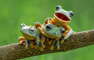 Ученые: Лягушки и жабы могут разучиться прыгать из-за изменения климата