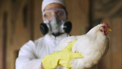 Под Киевом обнаружили птичий грипп