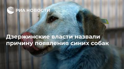 Дзержинские власти назвали причину появления синих собак