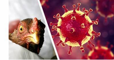 В Киевской области обнаружен вирус птичьего гриппа, введен карантин