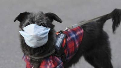 В Латвии коронавирус обнаружили у собак